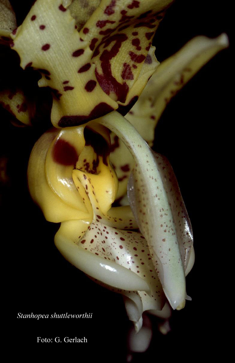 Stanhopea shuttleworthii photo by G. Gerlach