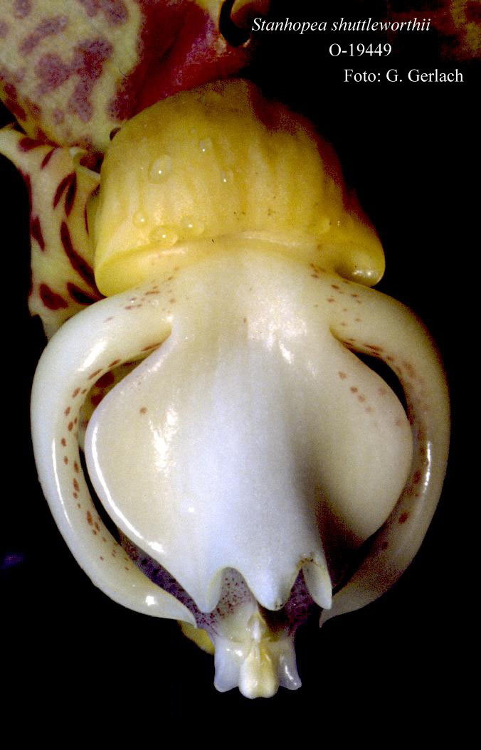Stanhopea shuttleworthii photo by G. Gerlach