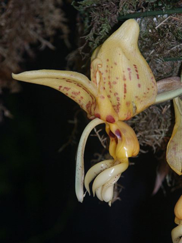 Stanhopea shuttleworthii photo by Kelvin Bush