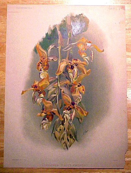 Stanhopea shuttleworthii from Reichenbachia