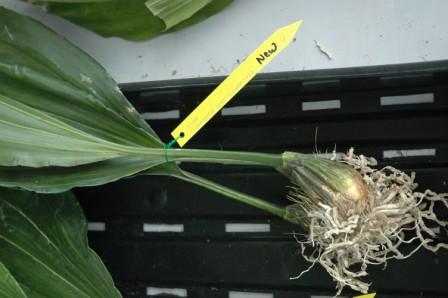 Stanhopea shuttleworthii for sale May 2008