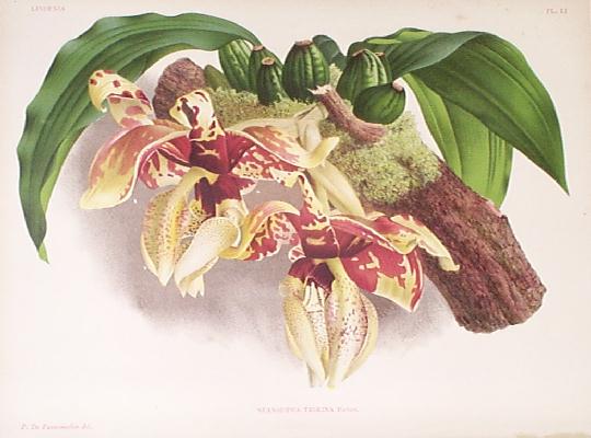 19th C. lithograph of Stanhopea tigrina from Lindenia