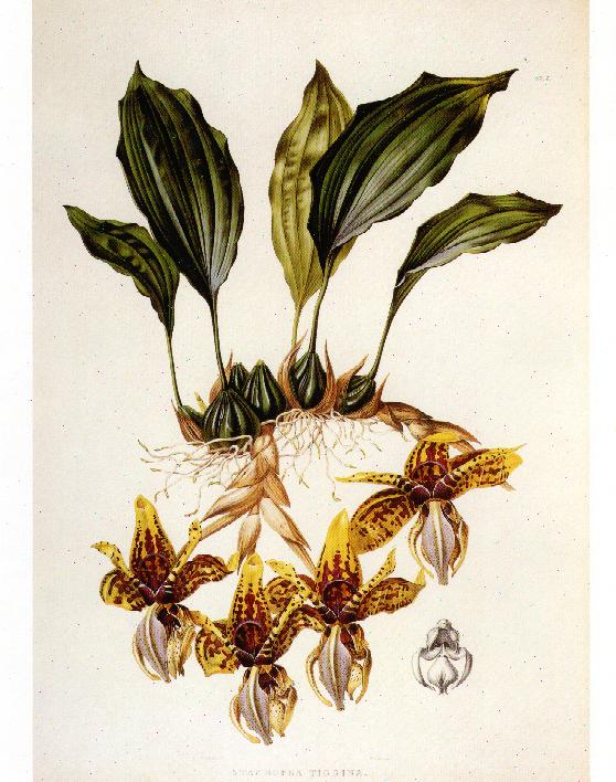 Stanhopea tigrina lithograph