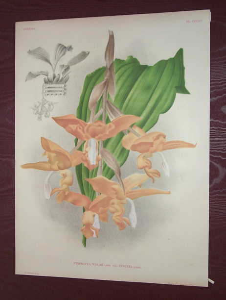 Stanhopea wardii as published in Lindenia
