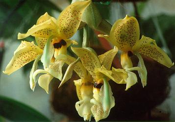Stanhopea wardii by Troy Meyers