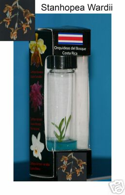 Photo of tiny stanhopea seedling